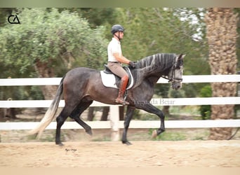 PRE Mix, Ogier, 4 lat, 170 cm, Siwa jabłkowita