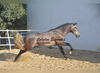 PRE, Ogier, 4 lat, 170 cm, Siwa jabłkowita
