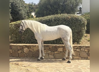 PRE Mix, Ogier, 4 lat, 170 cm, Siwa