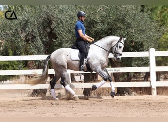 PRE, Ogier, 4 lat, 171 cm, Siwa jabłkowita