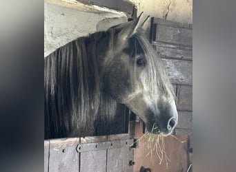 PRE, Ogier, 4 lat, 171 cm, Siwa