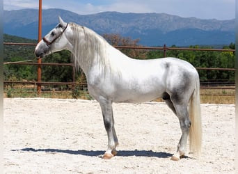 PRE Mix, Ogier, 4 lat, 171 cm, Siwa