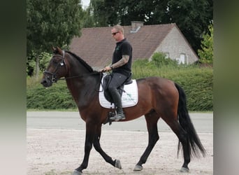 PRE Mix, Ogier, 4 lat, 173 cm, Ciemnogniada