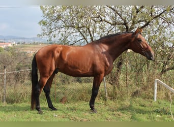 PRE Mix, Ogier, 4 lat, 173 cm, Gniada