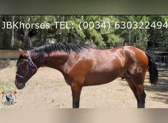 PRE Mix, Ogier, 4 lat, 174 cm, Gniada