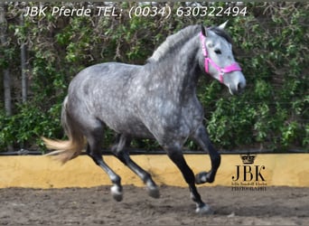 PRE Mix, Ogier, 4 lat, 174 cm, Siwa jabłkowita