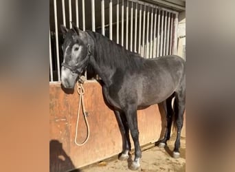 PRE, Ogier, 4 lat, 176 cm
