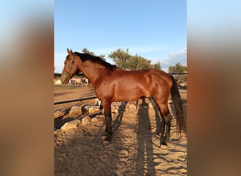 PRE Mix, Ogier, 4 lat, 180 cm, Gniada