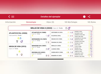 PRE, Ogier, 4 lat, Siwa