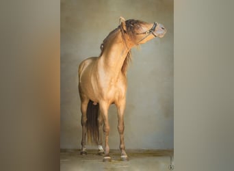 PRE Mix, Ogier, 5 lat, 157 cm, Perłowa
