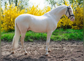 PRE Mix, Ogier, 5 lat, 158 cm, Cremello