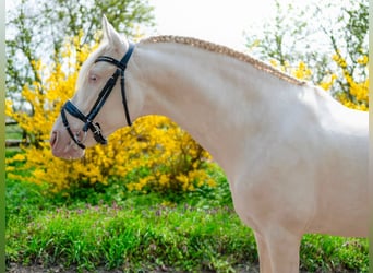 PRE Mix, Ogier, 5 lat, 158 cm, Cremello