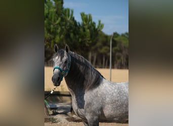 PRE Mix, Ogier, 5 lat, 158 cm, Siwa jabłkowita
