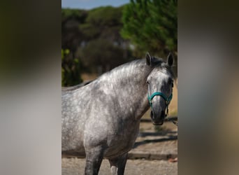 PRE Mix, Ogier, 5 lat, 158 cm, Siwa jabłkowita