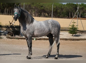 PRE Mix, Ogier, 5 lat, 158 cm, Siwa jabłkowita