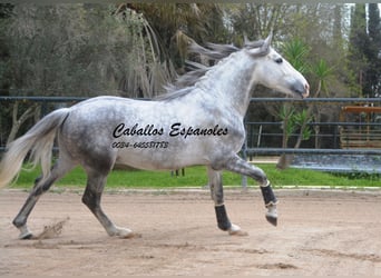 PRE, Ogier, 5 lat, 158 cm, Siwa jabłkowita