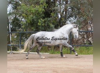 PRE, Ogier, 5 lat, 158 cm, Siwa jabłkowita