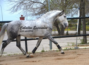 PRE, Ogier, 5 lat, 158 cm, Siwa jabłkowita