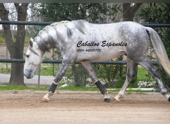 PRE, Ogier, 5 lat, 158 cm, Siwa jabłkowita