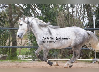 PRE, Ogier, 5 lat, 158 cm, Siwa jabłkowita