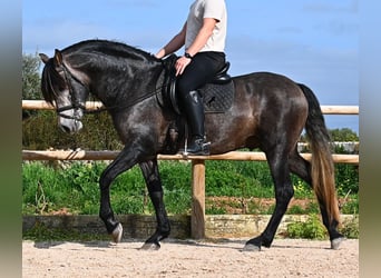 PRE Mix, Ogier, 5 lat, 158 cm, Siwa