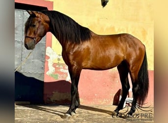 PRE Mix, Ogier, 5 lat, 159 cm, Gniada