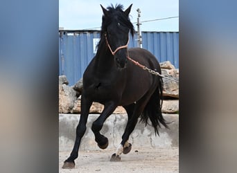 PRE Mix, Ogier, 5 lat, 159 cm, Kara