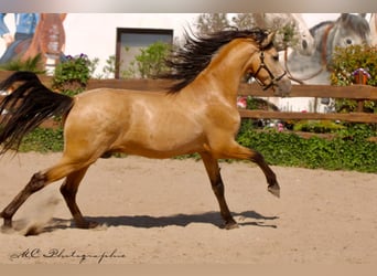 PRE Mix, Ogier, 5 lat, 160 cm, Bułana