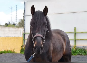 PRE, Ogier, 5 lat, 160 cm, Ciemnogniada