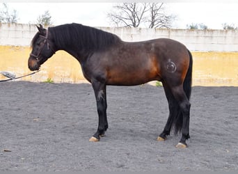 PRE, Ogier, 5 lat, 160 cm, Ciemnogniada