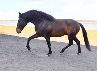 PRE, Ogier, 5 lat, 160 cm, Ciemnogniada