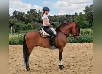 PRE Mix, Ogier, 5 lat, 160 cm, Gniada