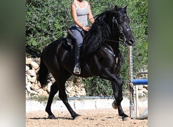 PRE Mix, Ogier, 5 lat, 160 cm, Kara