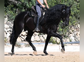 PRE Mix, Ogier, 5 lat, 160 cm, Kara