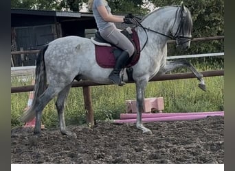 PRE, Ogier, 5 lat, 160 cm, Siwa jabłkowita