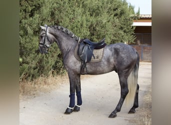 PRE, Ogier, 5 lat, 160 cm, Siwa