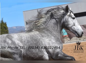 PRE Mix, Ogier, 5 lat, 160 cm, Siwa