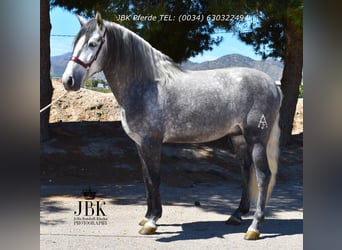 PRE Mix, Ogier, 5 lat, 160 cm, Siwa