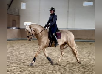 PRE, Ogier, 5 lat, 161 cm, Izabelowata