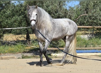 PRE Mix, Ogier, 5 lat, 161 cm, Siwa