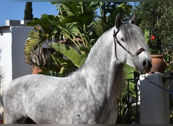 PRE Mix, Ogier, 5 lat, 161 cm, Siwa