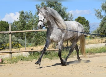 PRE Mix, Ogier, 5 lat, 161 cm, Siwa