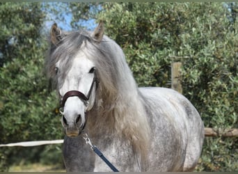 PRE Mix, Ogier, 5 lat, 161 cm, Siwa