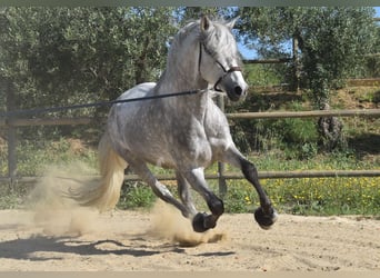 PRE Mix, Ogier, 5 lat, 161 cm, Siwa