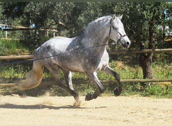 PRE Mix, Ogier, 5 lat, 161 cm, Siwa