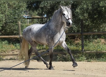 PRE Mix, Ogier, 5 lat, 161 cm, Siwa