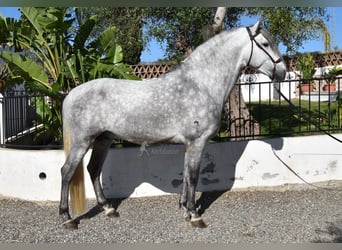 PRE Mix, Ogier, 5 lat, 161 cm, Siwa