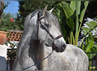 PRE Mix, Ogier, 5 lat, 161 cm, Siwa