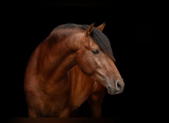 PRE Mix, Ogier, 5 lat, 162 cm, Ciemnogniada