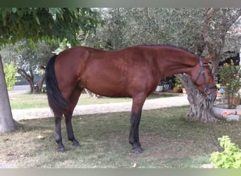 PRE Mix, Ogier, 5 lat, 162 cm, Gniada